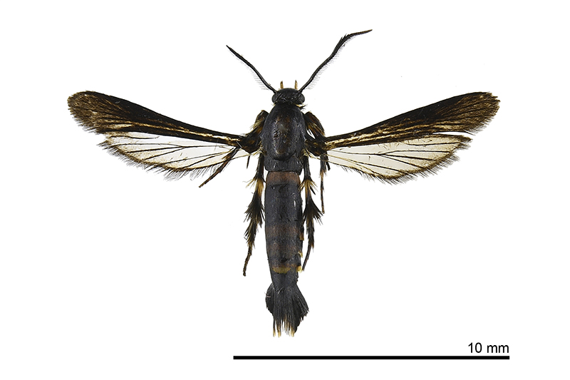 Ceratocorema woodstocki